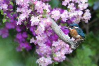 /album/%e3%83%95%e3%82%a9%e3%83%88%e3%82%ae%e3%83%a3%e3%83%a9%e3%83%aa%e3%83%bc/img-9038-jpg/