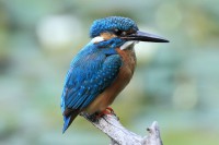 /album/%e3%83%95%e3%82%a9%e3%83%88%e3%82%ae%e3%83%a3%e3%83%a9%e3%83%aa%e3%83%bc/img-9237-jpg/