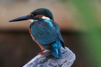 /album/%e3%83%95%e3%82%a9%e3%83%88%e3%82%ae%e3%83%a3%e3%83%a9%e3%83%aa%e3%83%bc/img-9365-jpg/