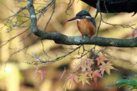 /album/%e3%83%95%e3%82%a9%e3%83%88%e3%82%ae%e3%83%a3%e3%83%a9%e3%83%aa%e3%83%bc/img-9566-jpg/